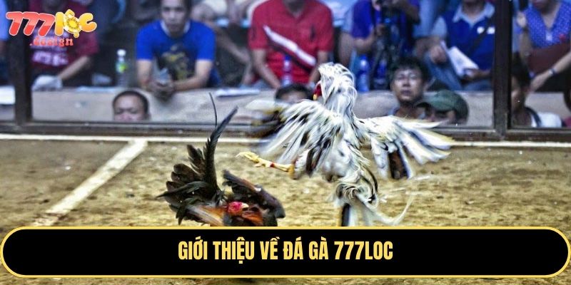 Đá gà 777Loc – Sân chơi cá cược kịch tính dành cho đam mê