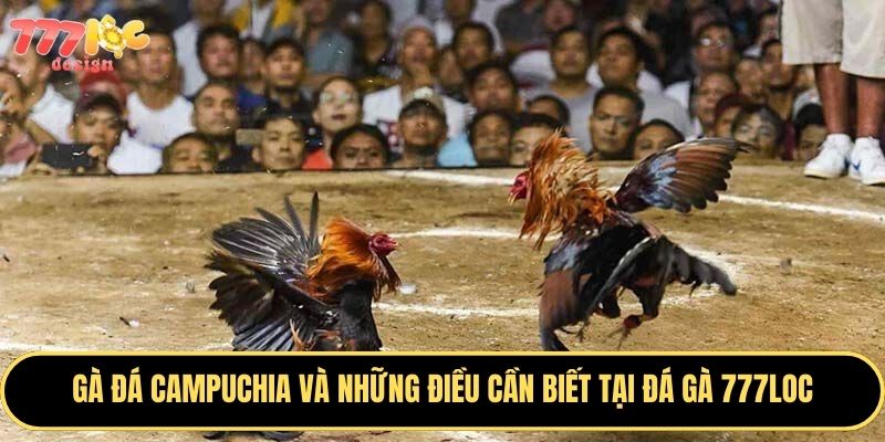 Hòa mình vào những trận đá gà đỉnh cao tại 777Loc 