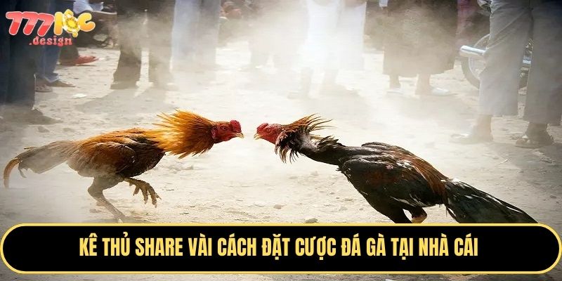 Cơ hội thắng lớn với đá gà nhà cái đừng bỏ lỡ